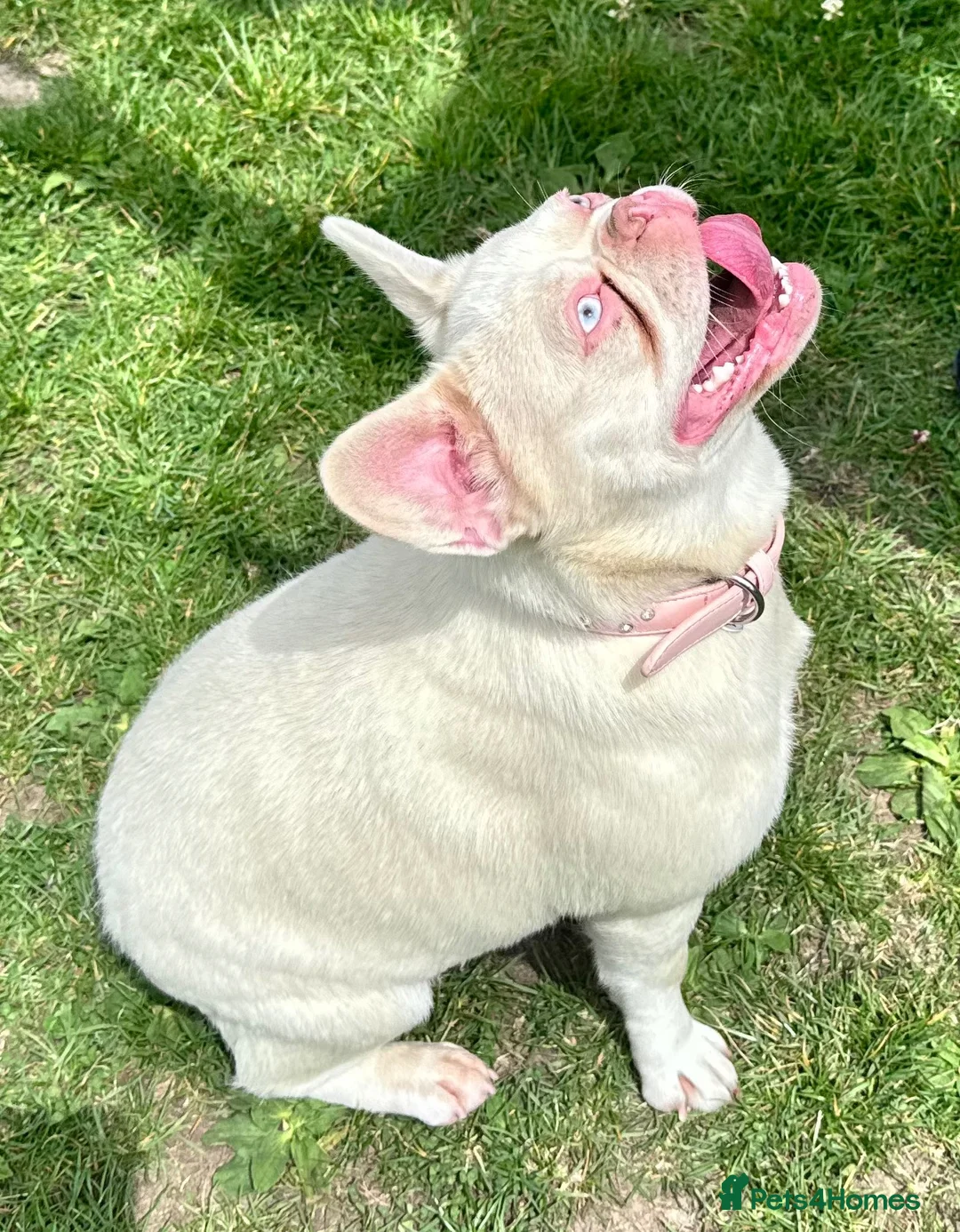 French Bulldog dogs for sale: The most beautiful & quality Pink and tan MALE in Ilford - Advert 1