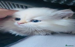 British Longhair cats for sale: ‼️🐾😍Colourpoint purebred BLH😻1 Left 🐱 - Advert 34