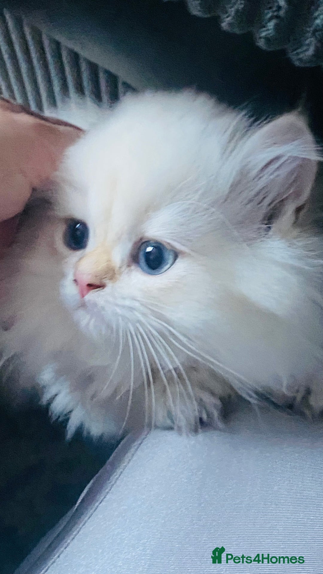 British Longhair cats for sale: ‼️🐾😍Colourpoint purebred BLH😻1 Left 🐱 - Advert 34