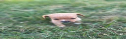 Mixed Breed dogs for sale: Beautiful pomjacks for sale - Advert 5