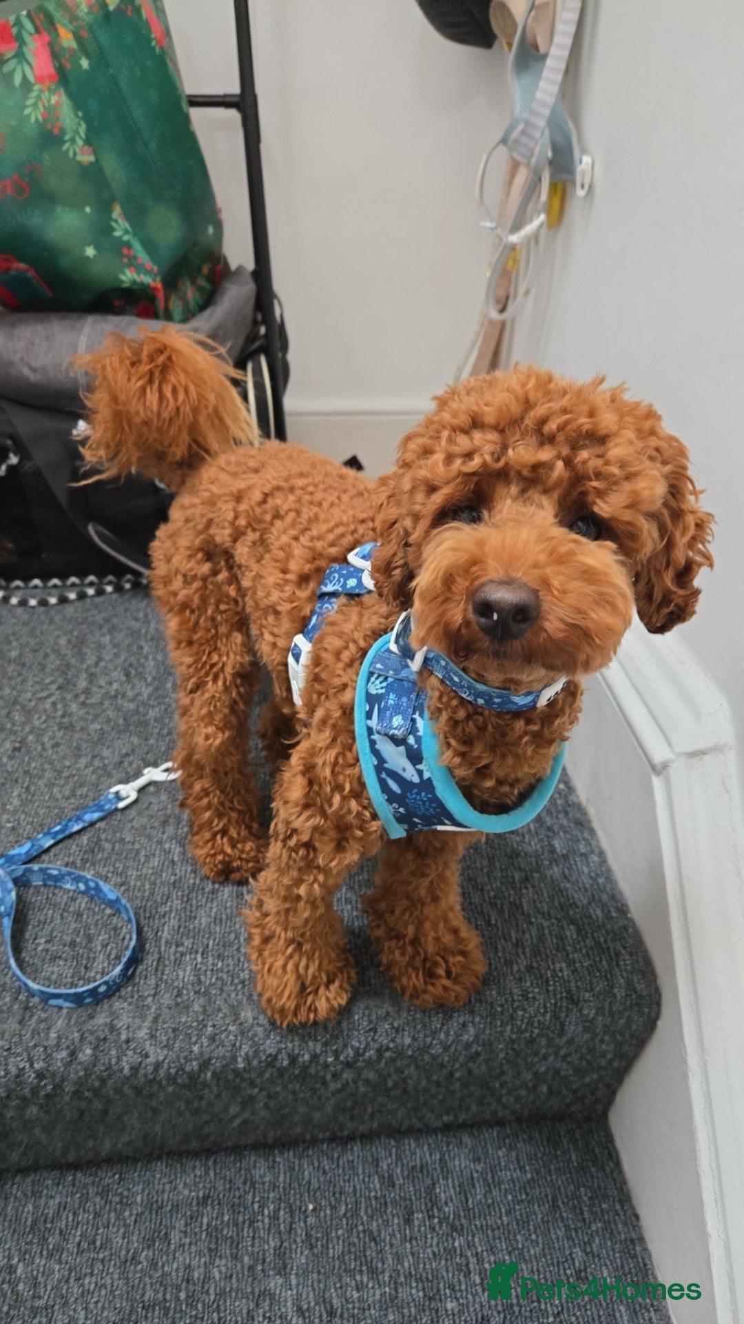 Toy Poodle dogs for stud: Toy poodle for STUD - Advert 14