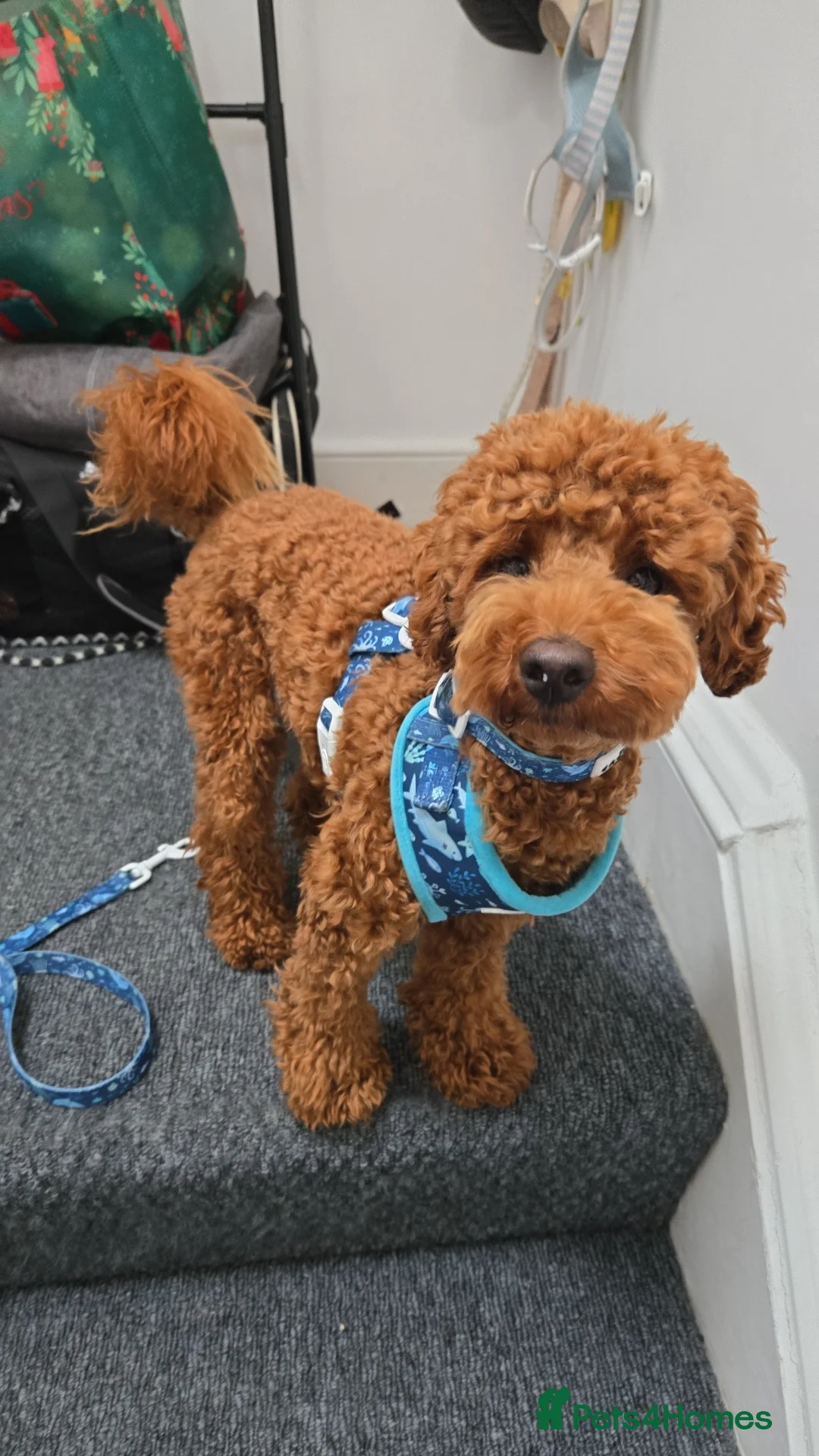 Toy Poodle dogs for stud: Toy poodle for STUD (dark red) - Advert 14