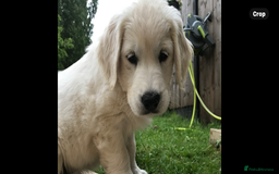Golden Retriever dogs for sale: Gorgeous Golden retrievers Puppies for new homes - Image 1
