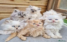 Persian cats for sale: BEAUTIFUL DOLL FACE FULL PERSIAN LONG HAIR KITTEN - Advert 12