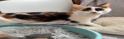Mixed Breed cats for sale: Kittens - Advert 1