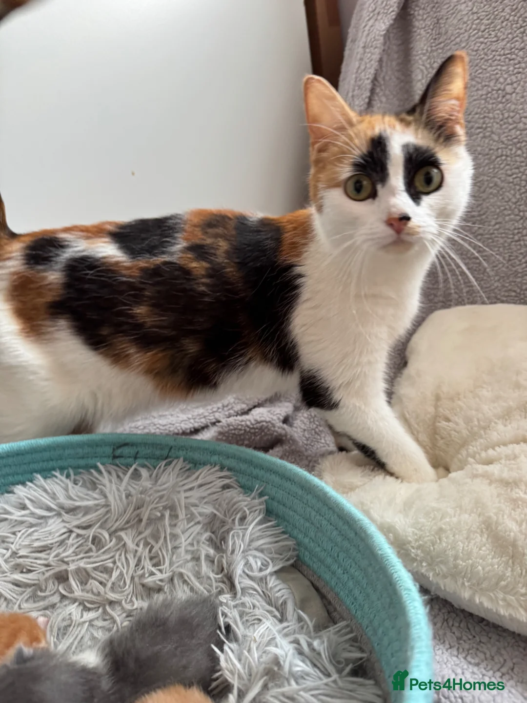 Mixed Breed cats for sale: Kittens - Advert 1