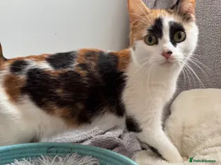 Mixed Breed cats Kittens - Advert 4