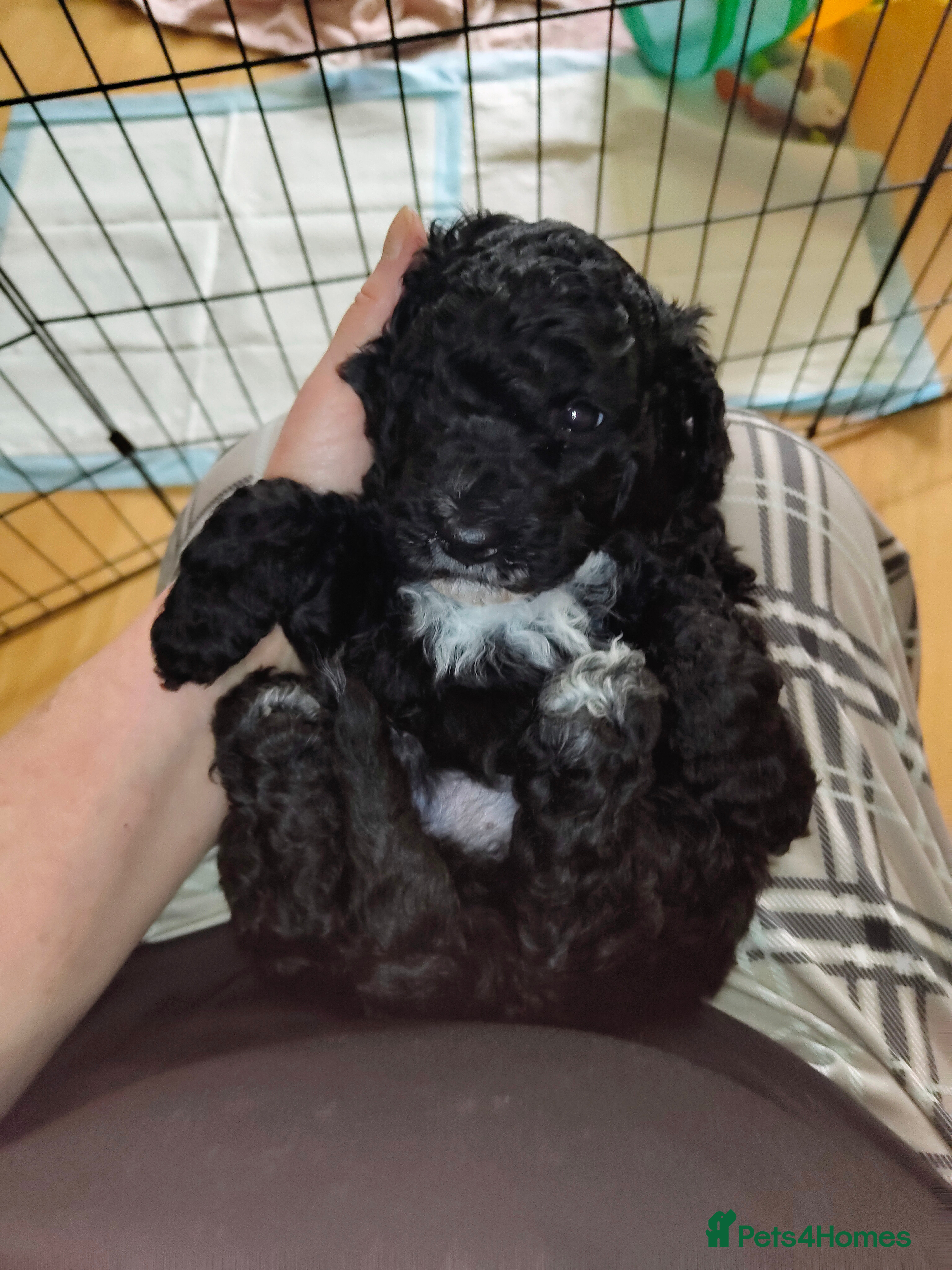 Cockapoo dogs Beautiful F1b toy cockapoos only 1 boy left - Advert 11