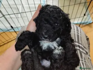 Cockapoo dogs Beautiful F1b toy cockapoos only 1 boy left - Advert 12