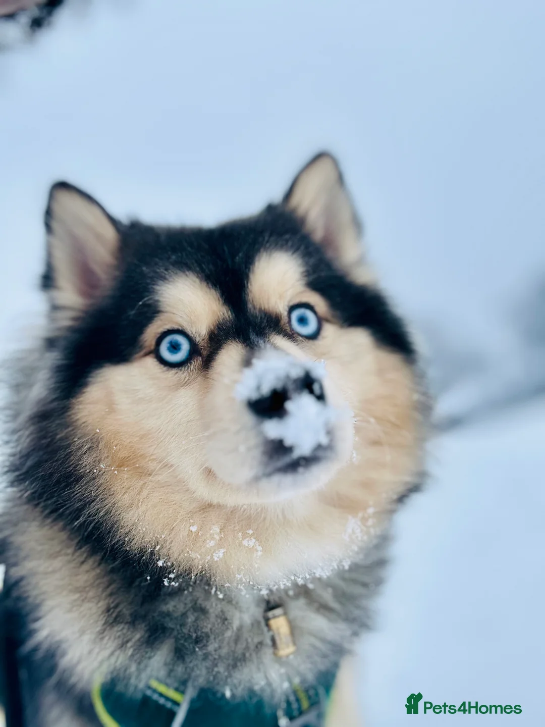 Pomsky dogs for stud: 🔥 Zorro – Proven Pomsky Stud | £850 🔥 - Advert 9
