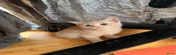 Mixed Breed cats for sale: Adorable 6-Week-Old Kittens Ready for Loving Home - Advert 24