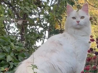 Mixed Breed cats Maine coon cross kittens - Advert 1