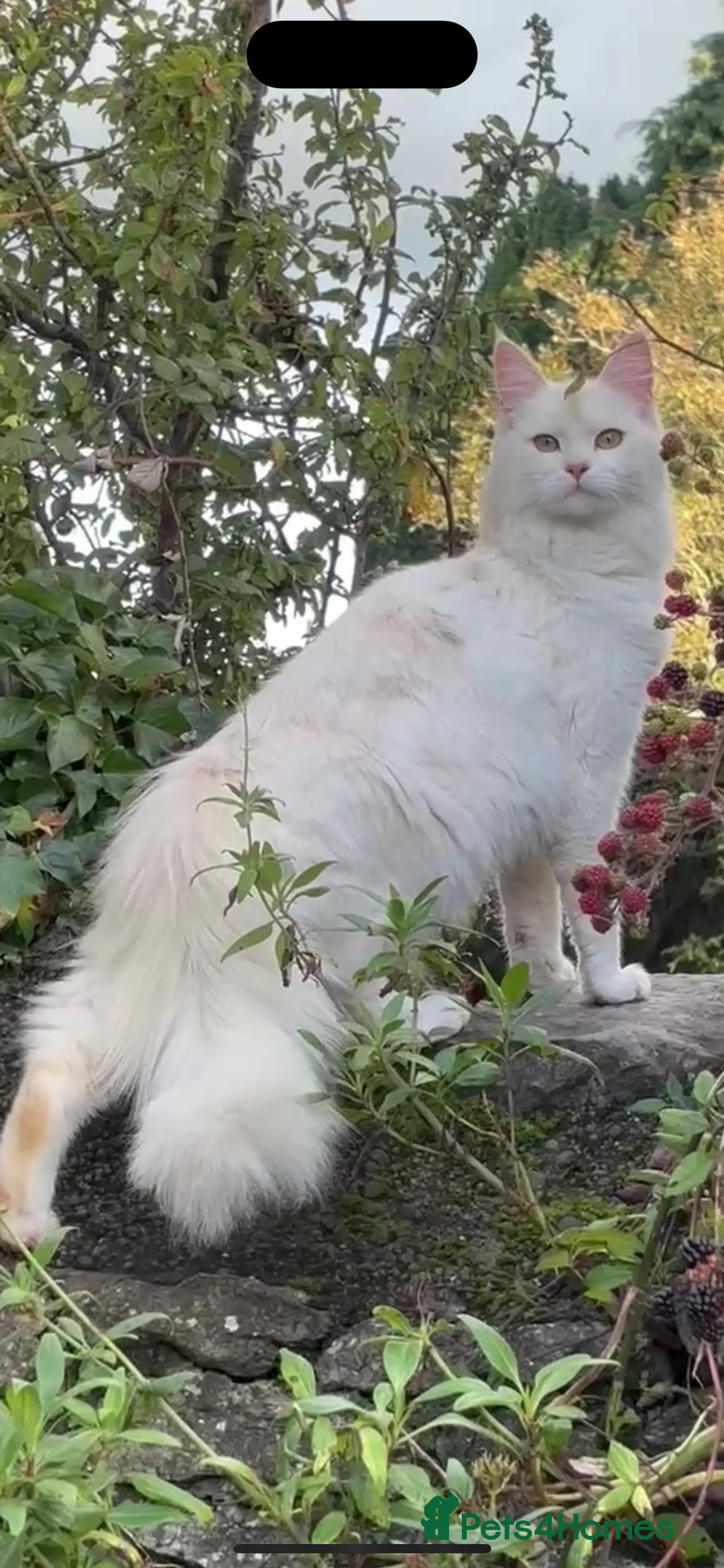 Mixed Breed cats for sale: Maine coon cross kittens ***ONLY ONE BOY LEFT!* - Advert 9