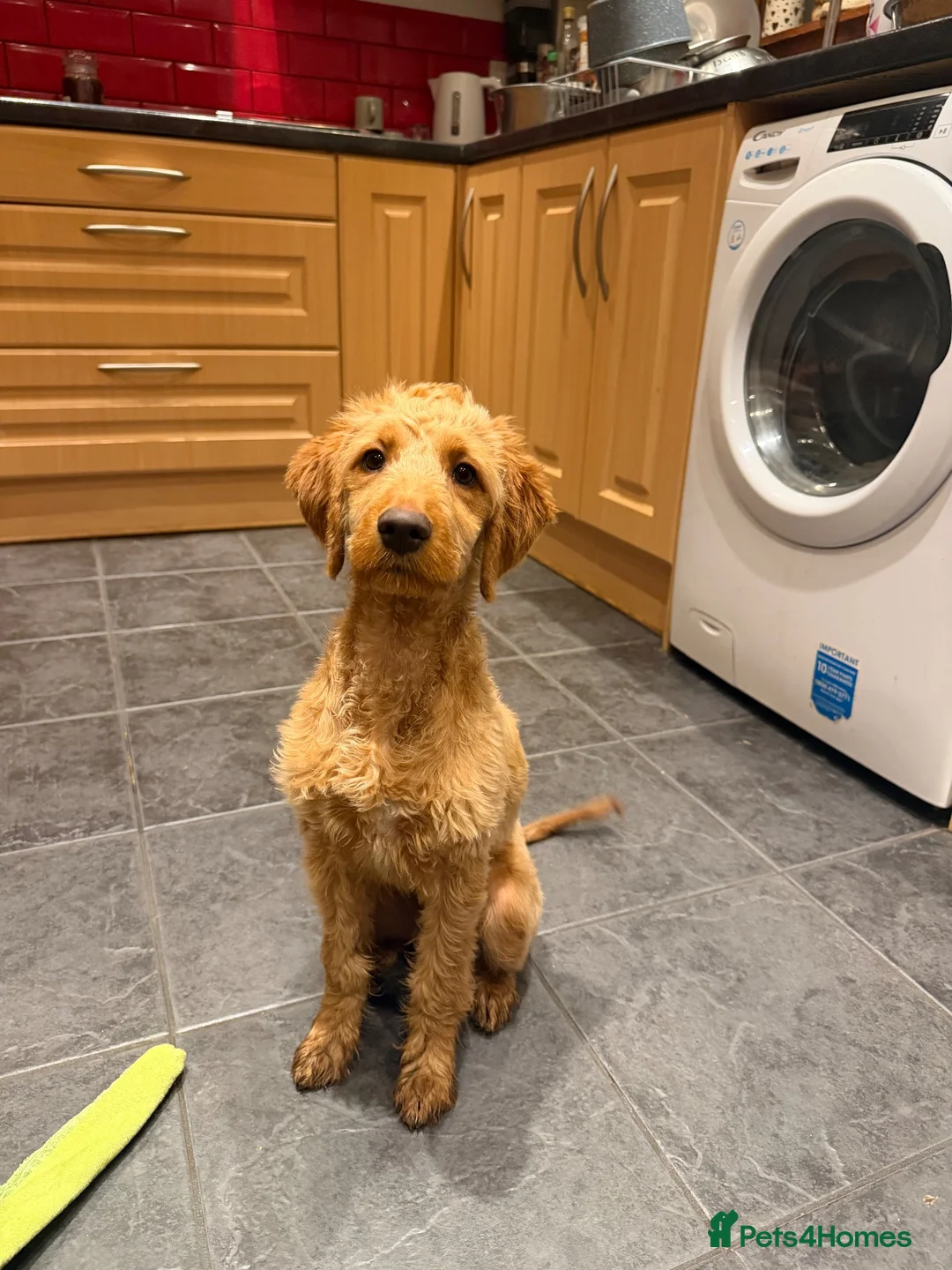Cockapoo dogs for sale: 4 month old cockapoo male in Turriff - Advert 2