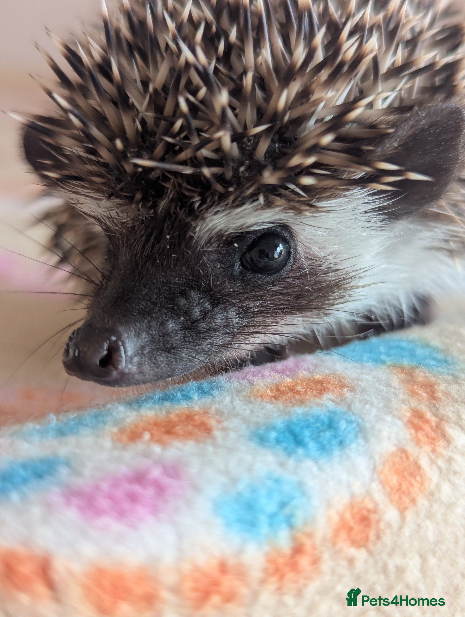 Pygmy Hedgehog rodents Gorgeous Hoglets Ready to Reserve Now - Advert 1
