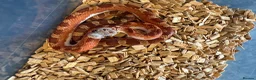 Corn Snake reptiles for sale: Corn snakes WOW AMAZING  - Advert 15