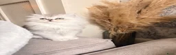 British Longhair cats for sale: British Shorthair/Persian chinchilla kittens  - Advert 11