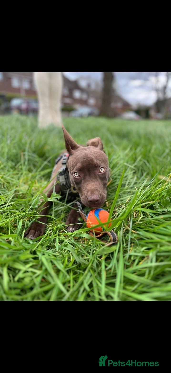 Mixed Breed dogs Lurcher x Staffy for immediate sale - Advert 1
