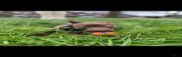 Mixed Breed dogs for sale: Lurcher x Staffy for immediate sale - Advert 1