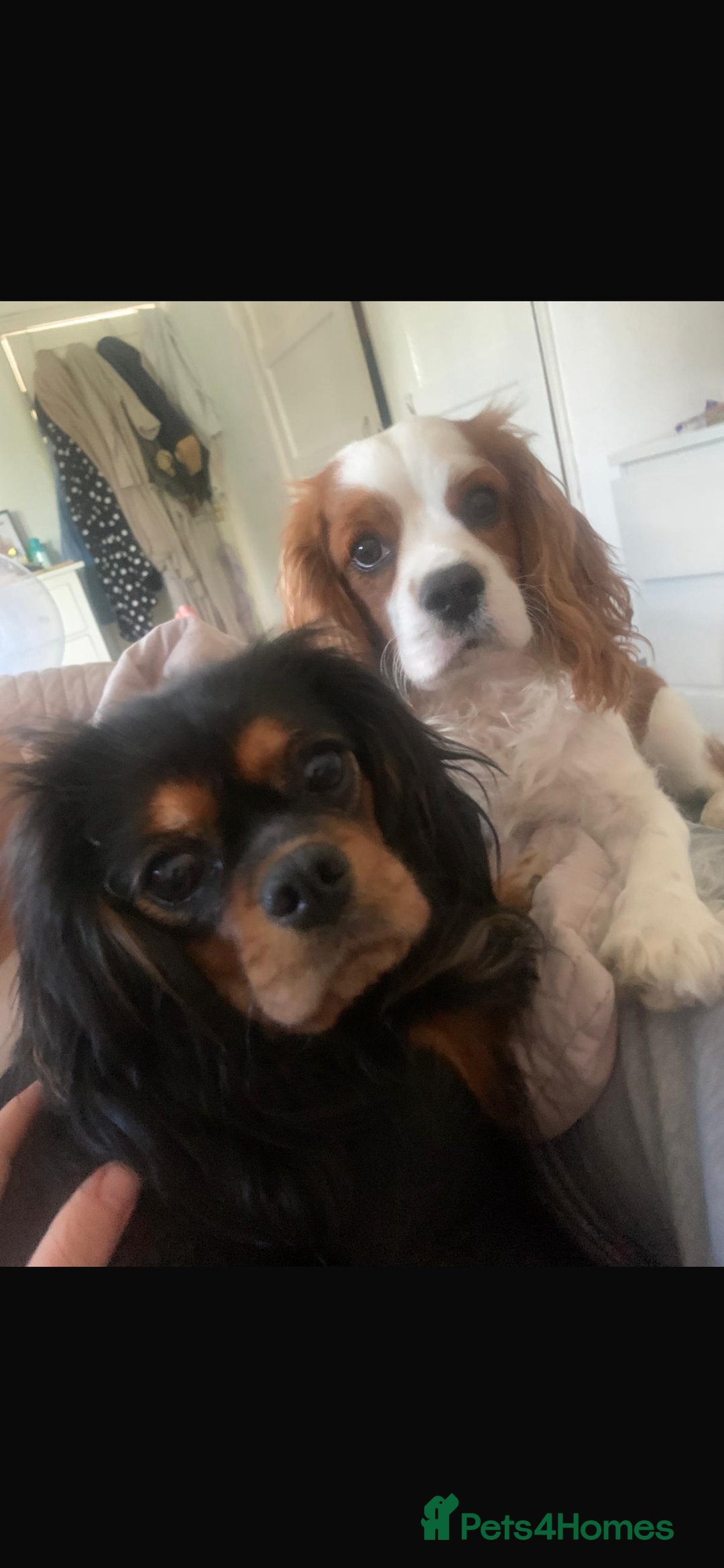 Cavalier King Charles Spaniel dogs for sale: 5 beautiful Cavalier King Charles puppies - Advert 24