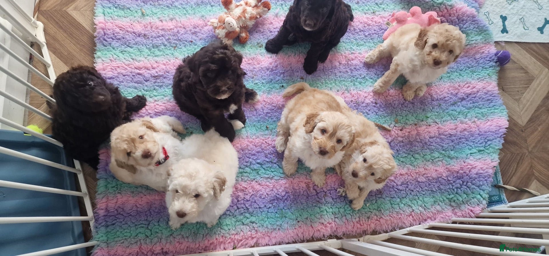 Labradoodle dogs for sale: ⭐️ READY NOW - F1b Miniature Labradoodle⭐️ - Advert 1