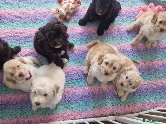 Labradoodle dogs for sale: ⭐️ READY NOW - F1b Miniature Labradoodle⭐️ - Advert 1