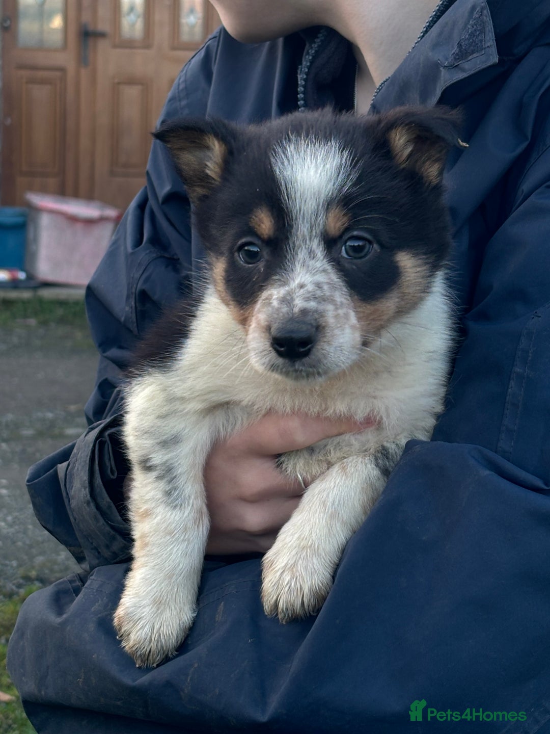 Border Collie dogs for sale: Collie puppies  - Advert 2