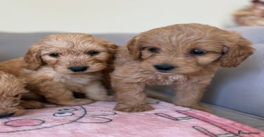 Cockapoo dogs - Advert 1