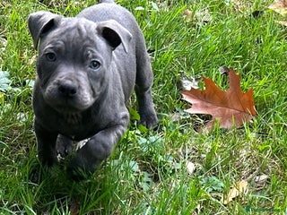 Staffordshire Bull Terrier dogs - Advert 6