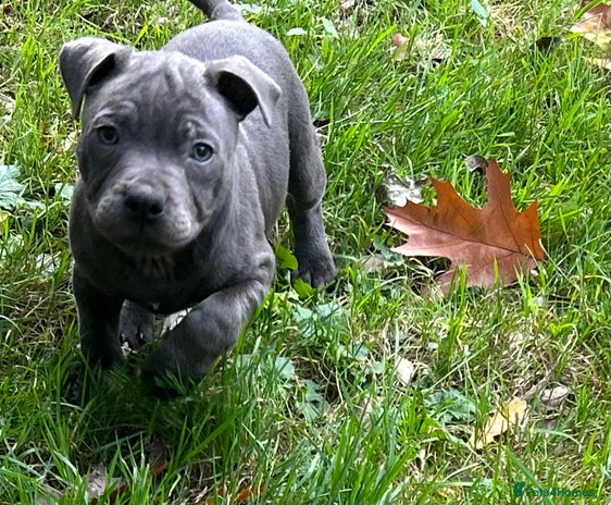 Staffordshire Bull Terrier dogs - Advert 7
