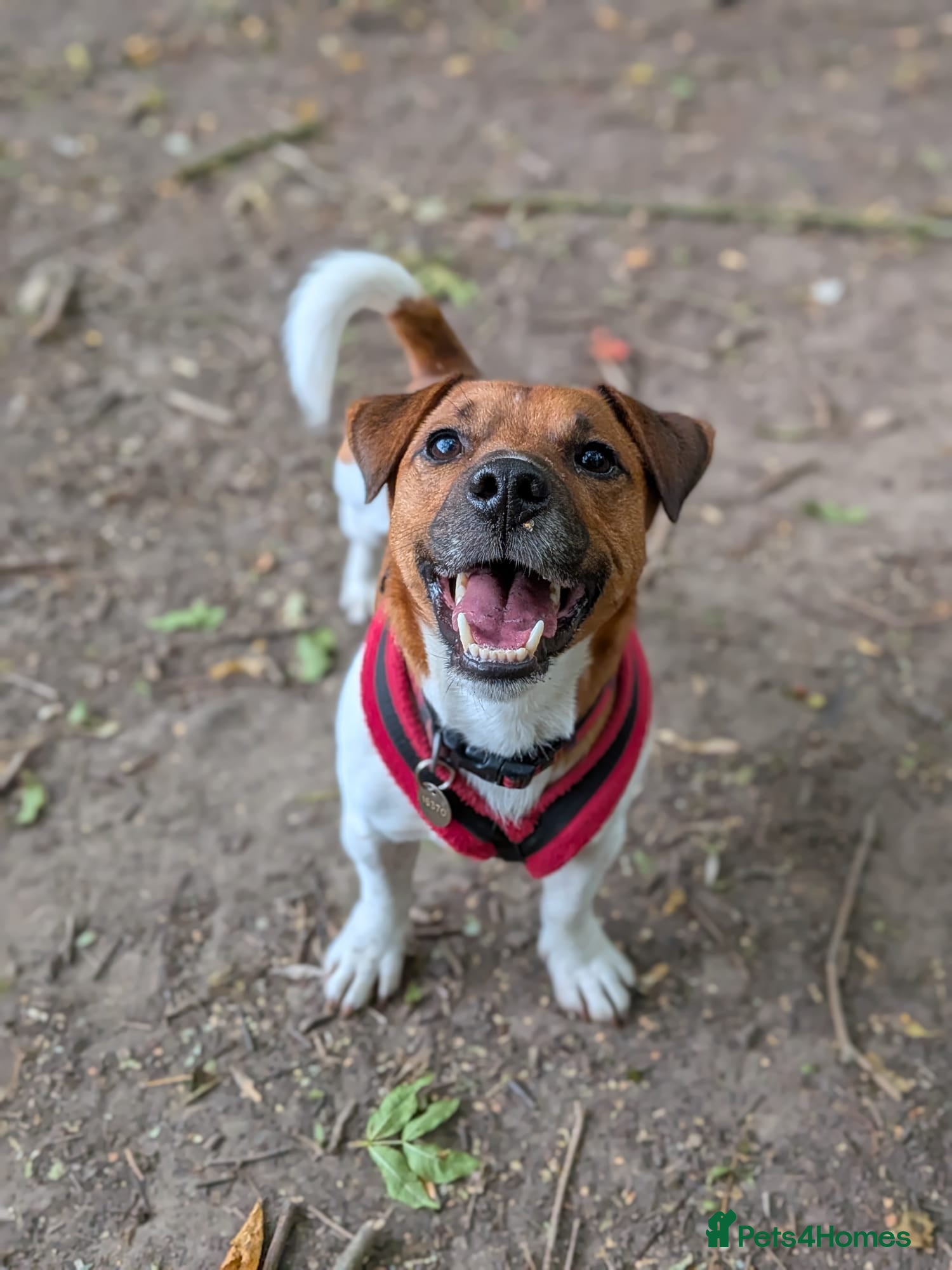 Jack Russell dogs Jasper - Advert 9