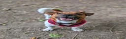 Jack Russell dogs for adoption: Jasper - Advert 4