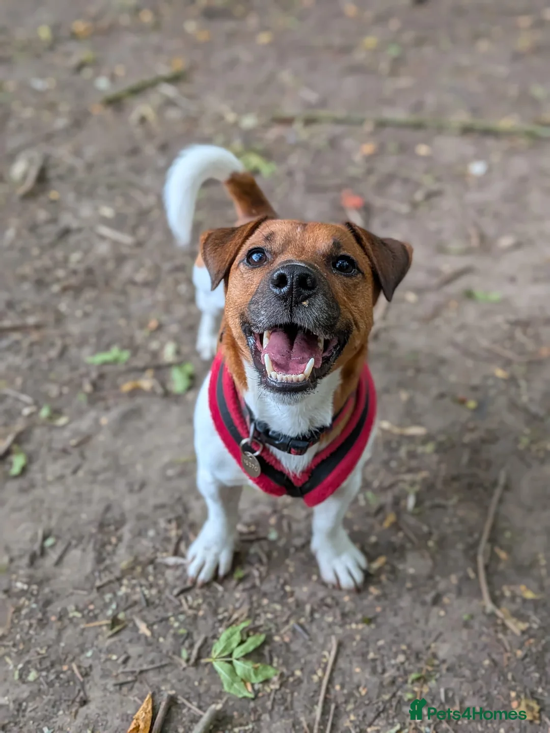 Jack Russell dogs for adoption: Jasper - Advert 4