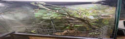 Chameleon reptiles for sale: CB Yemen / Veiled Chameleon Babies – Pied Mother - Advert 3