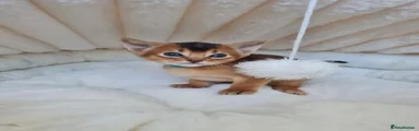 Abyssinian Kitten 2