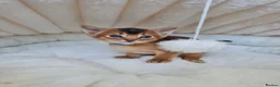 Abyssinian cats for sale: LAST TWO BOYS,champion line Abyssinian kittens🎖 - Advert 32