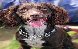 Cocker Spaniel dogs for adoption: Esme  - Image 7