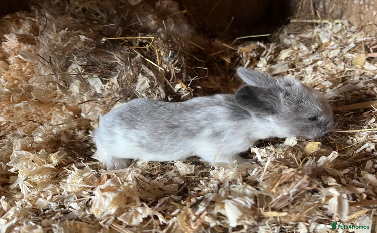 Mini Lop rabbits - Advert 4