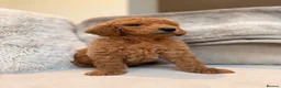 Goldendoodle dogs for sale: Super Quality Doodles  - Advert 25