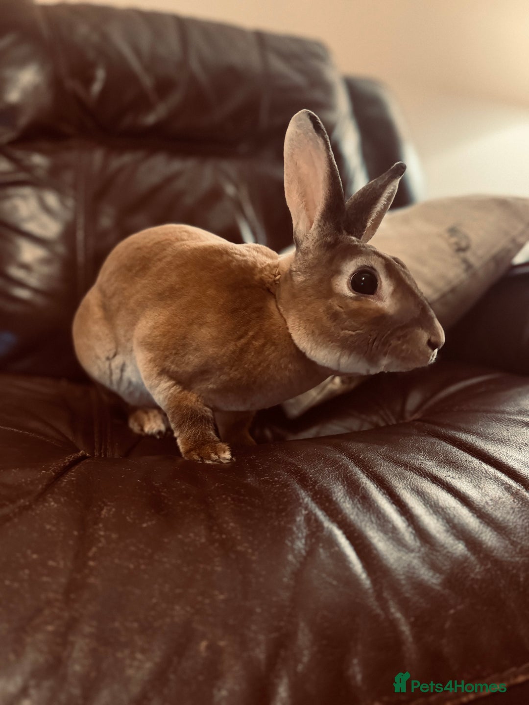 Rex rabbits for sale: Beautiful Rex x Lop Rabbits  - Image 2