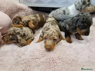 Miniature Dachshund dogs Healthy, Well‑Socialised Mini Dachshund Puppies! - Advert 1