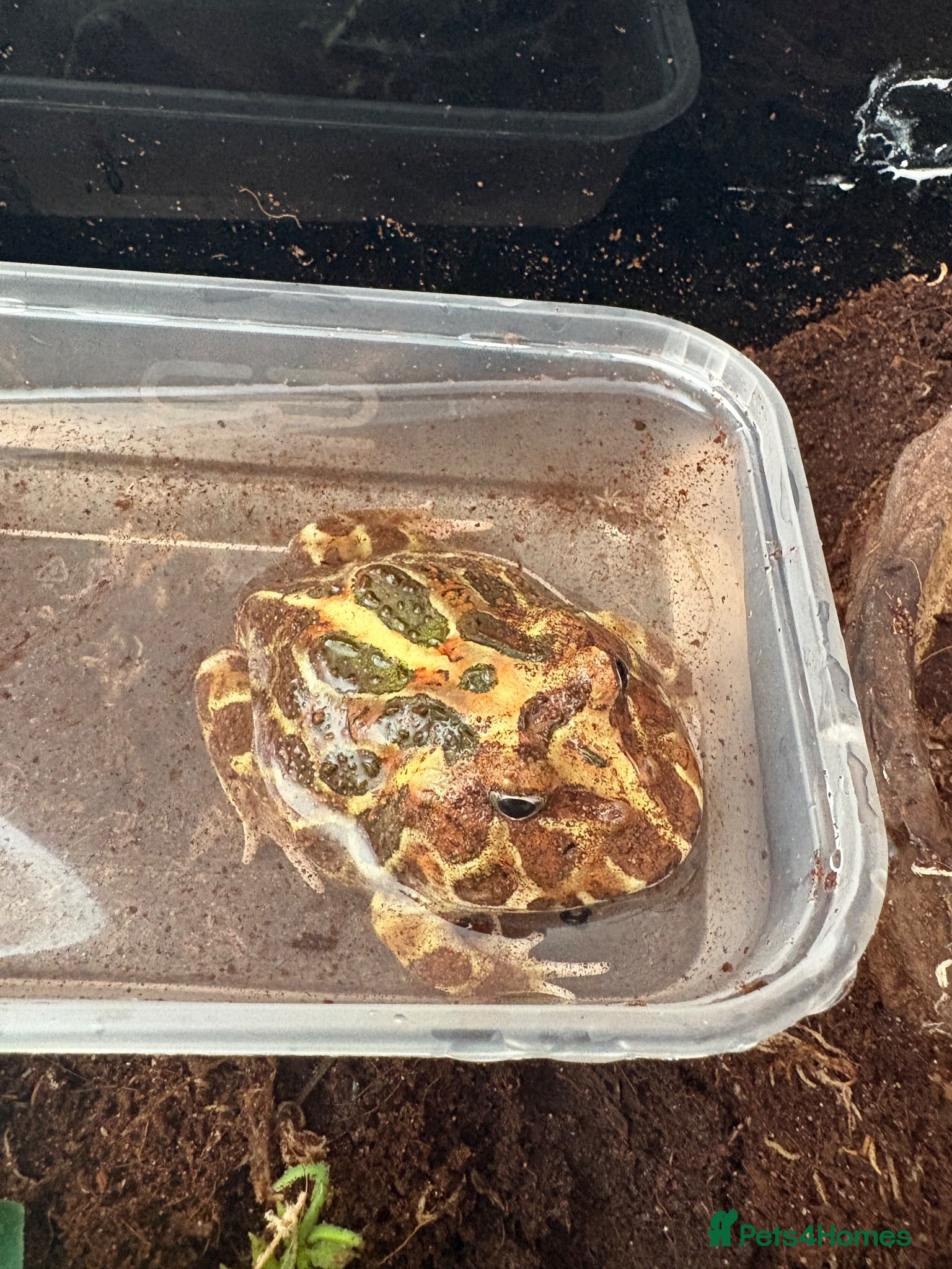 Frog reptiles Pac-Man frog (horned frog)  - Advert 3