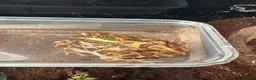 Frog reptiles for sale: Pac-Man frog (horned frog)  - Advert 1