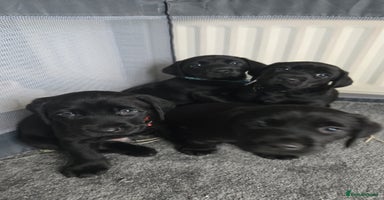 Labrador Retriever dogs - Advert 14