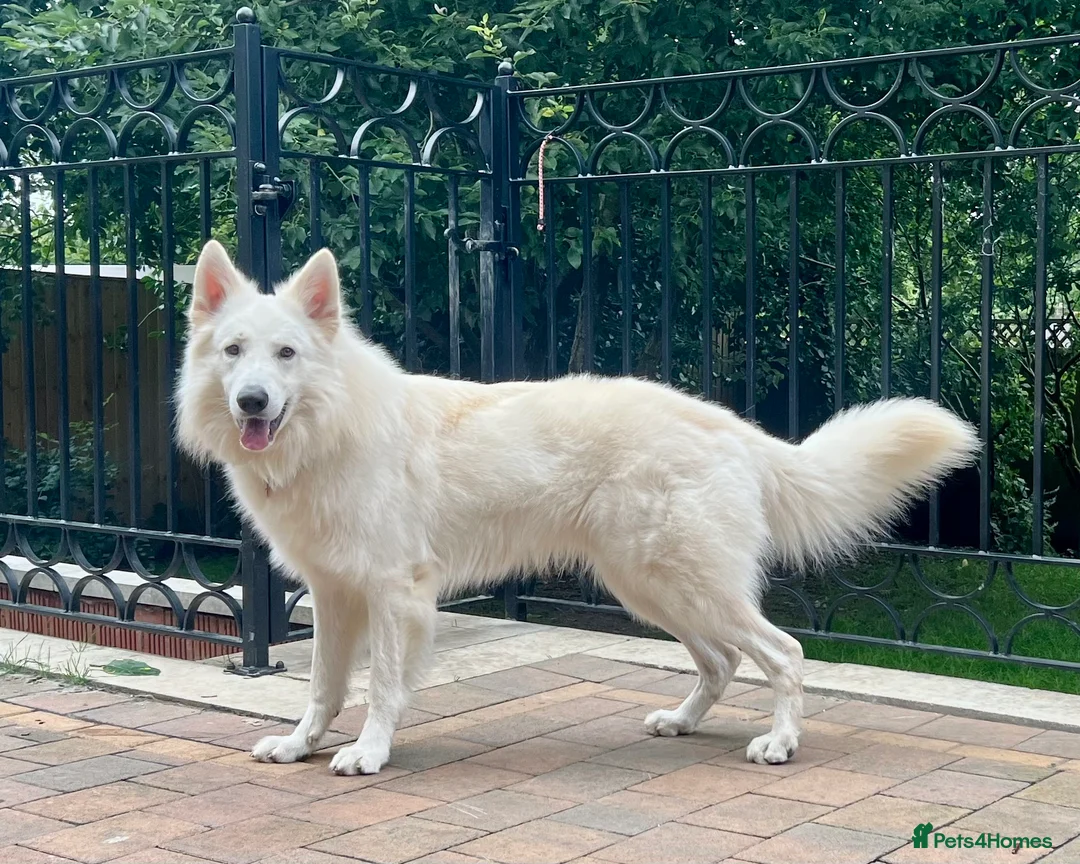 White Swiss Shepherd dogs for stud: White Swiss Shepherd Dog at Stud (Long Coat) in Nelson - Advert 5