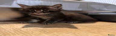 Maine Coon 2