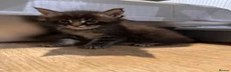 Maine Coon cats for sale: TICA registered Maine Coons - Advert 6