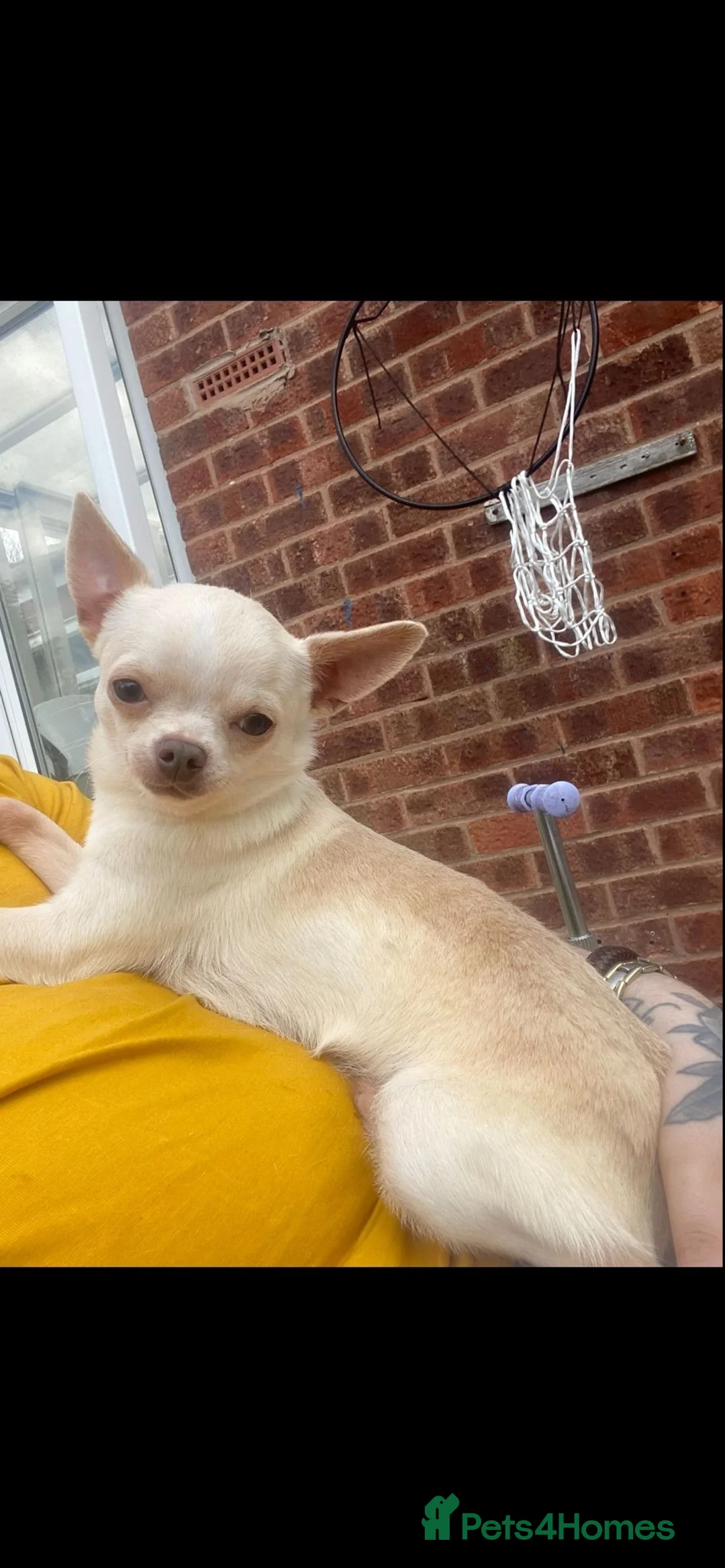 Chihuahua dogs for stud: kc stunning small boys stud only in Mansfield - Advert 7