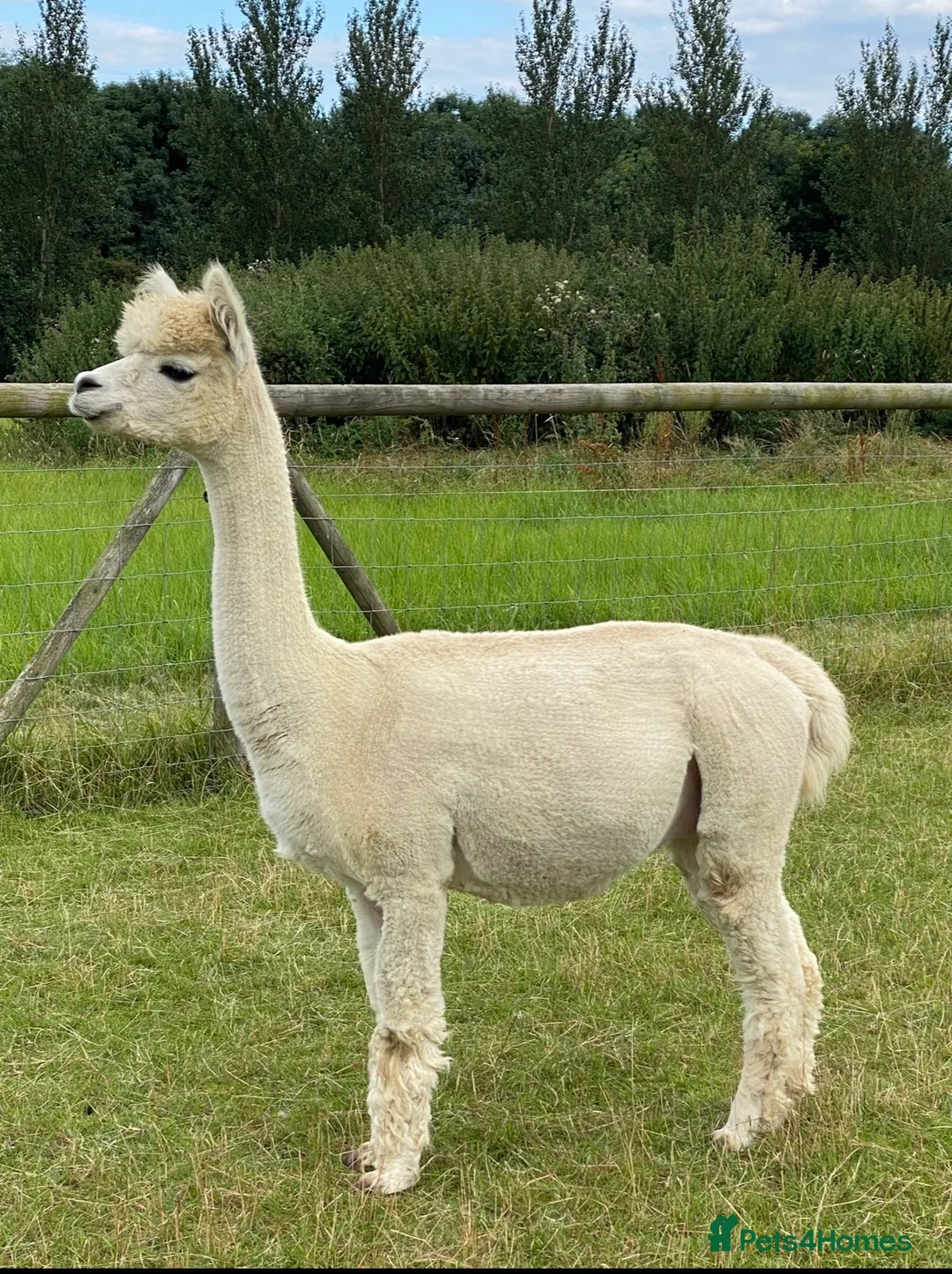 Alpaca livestock for sale: Group 4 Female Alpaca  in Ipswich - Advert 9