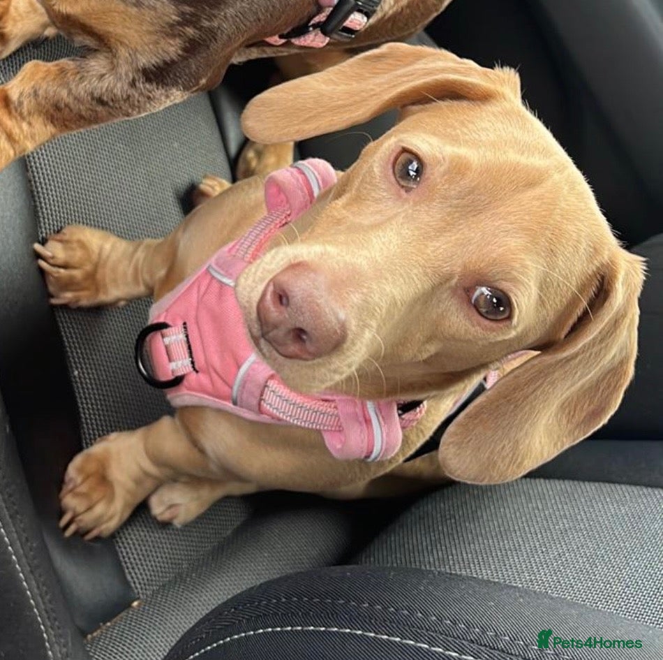 Miniature Dachshund dogs for sale: Beautiful Miniature Dachshund Puppies - 2 💙  1🩷  - Advert 2